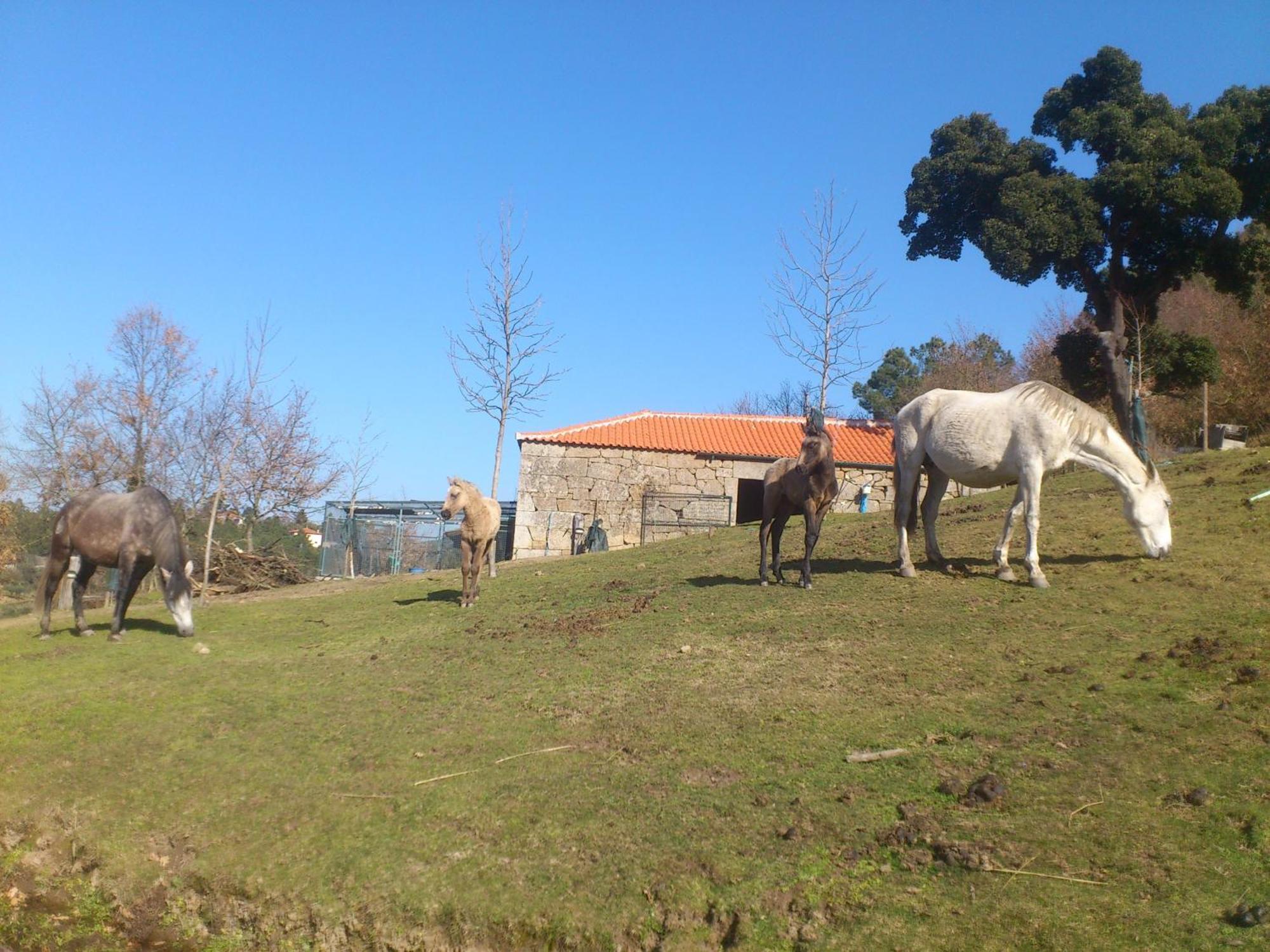 Quinta Da Mata - Turismo De Habitacao Pensionat Chaves Eksteriør billede